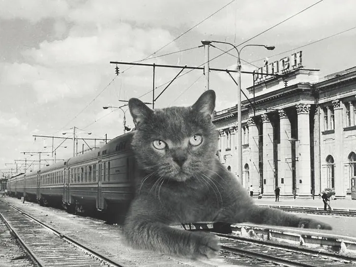I Photoshopped Cats Into New Year's Photos From The Former USSR