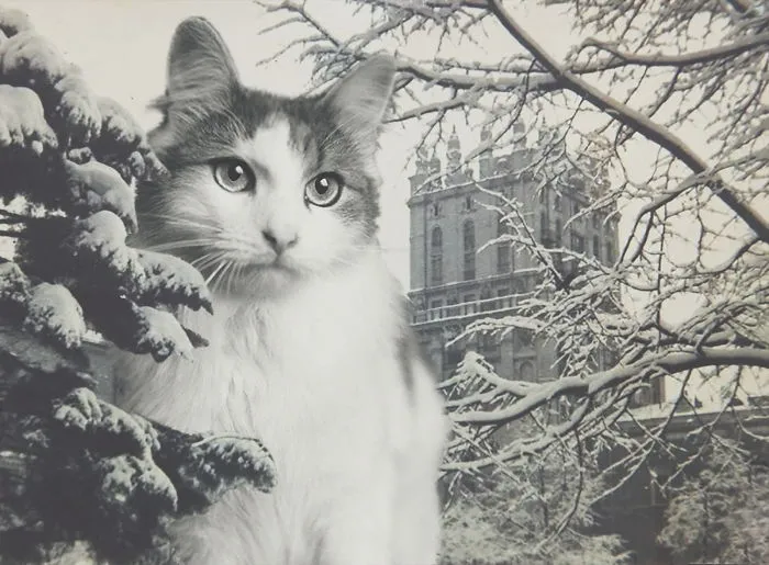 I Photoshopped Cats Into New Year's Photos From The Former USSR