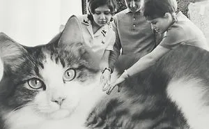 I Photoshopped Cats Into New Year's Photos From The Former USSR
