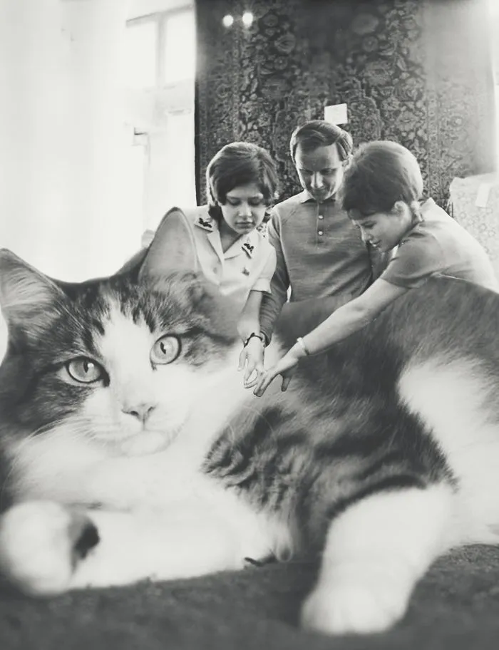 I Photoshopped Cats Into New Year's Photos From The Former USSR