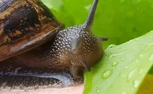 Snail Eating Lettuce