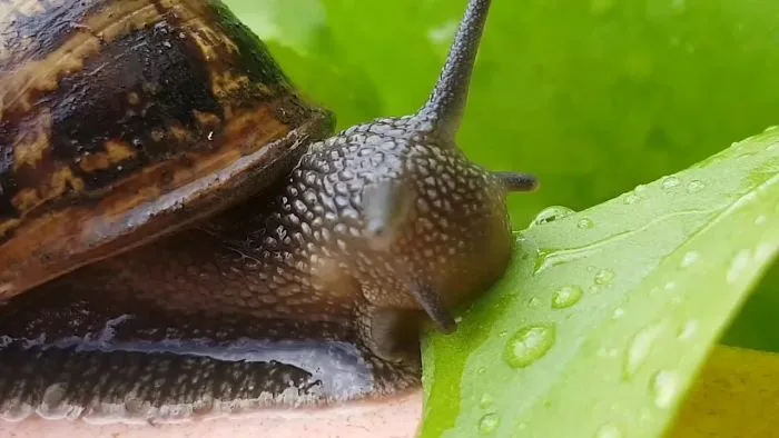 Snail Eating Lettuce