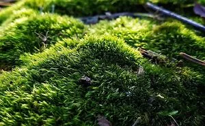 16 Pictures Of The Overlooked Beauty Around Us
