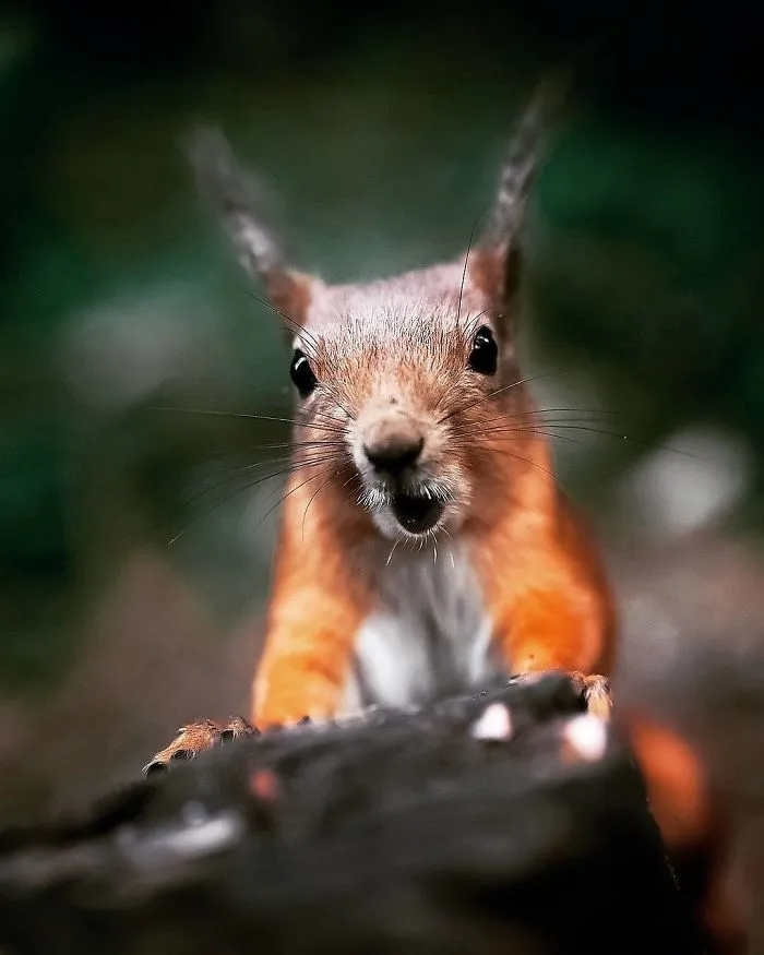 Finnish Photographer Proves Fairy Forests Are Real In Finland (41 Pics)