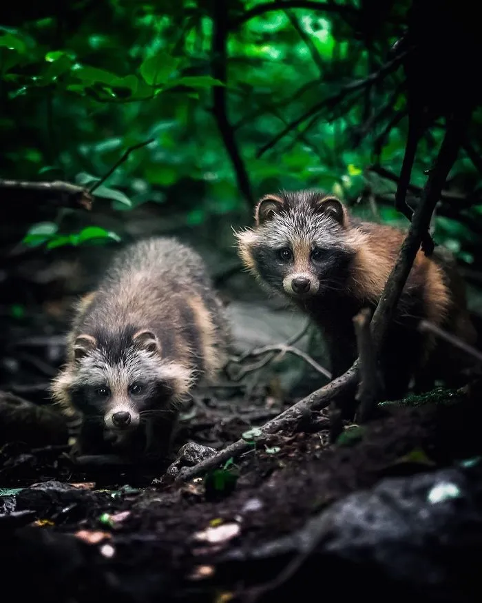 Este fotógrafo demuestra que los bosques de los cuentos son reales en Finlandia (41 fotos)
