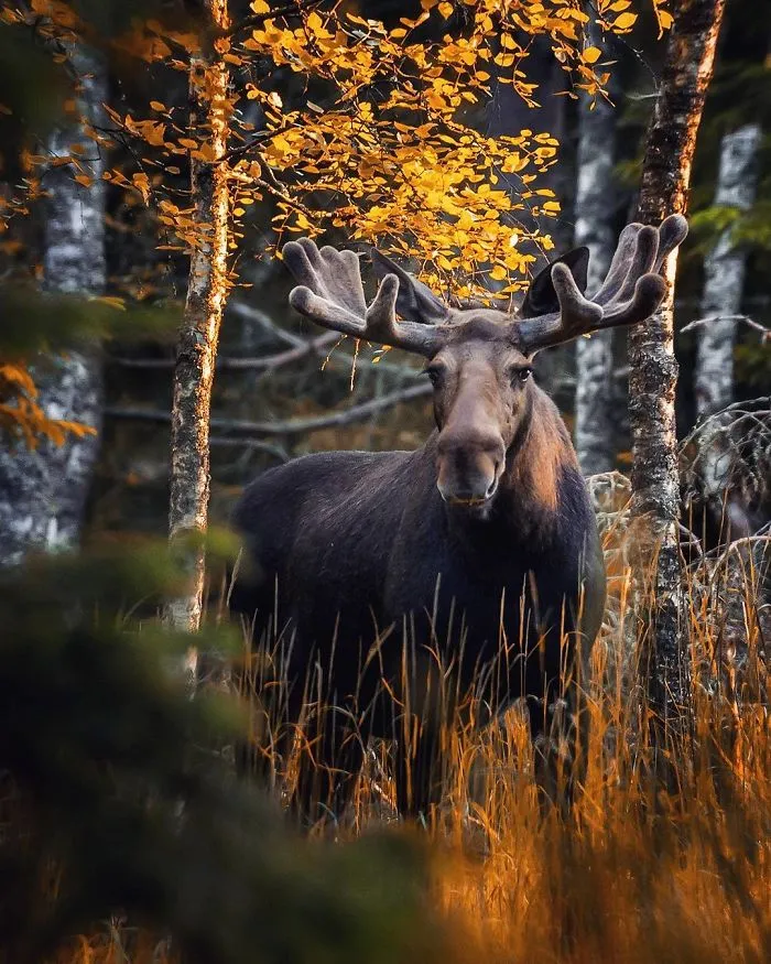 Finnish Photographer Proves Fairy Forests Are Real In Finland (41 Pics)