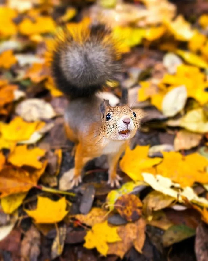 Finnish Photographer Proves Fairy Forests Are Real In Finland (41 Pics)