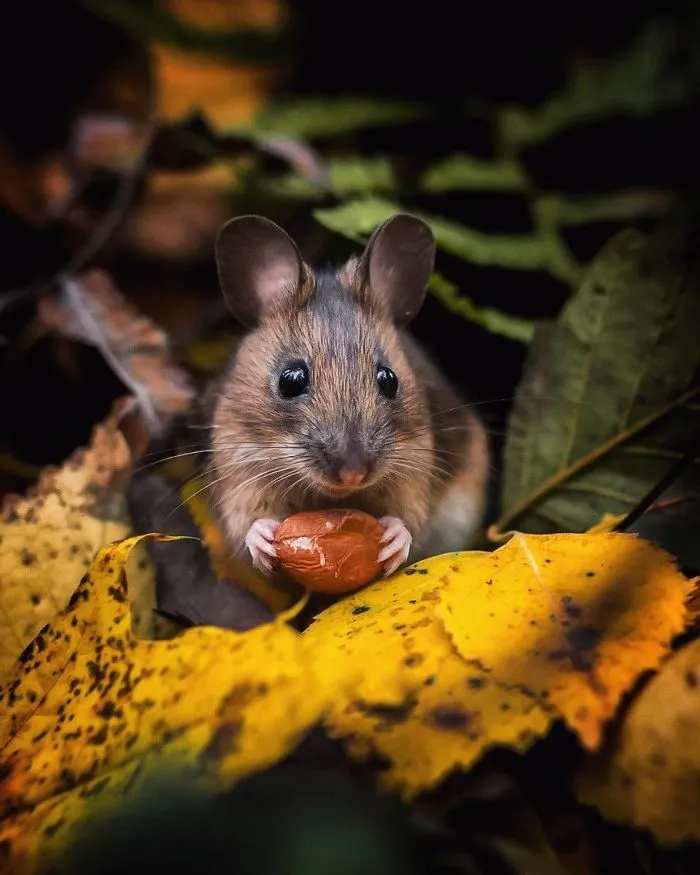 Finnish Photographer Proves Fairy Forests Are Real In Finland (41 Pics)
