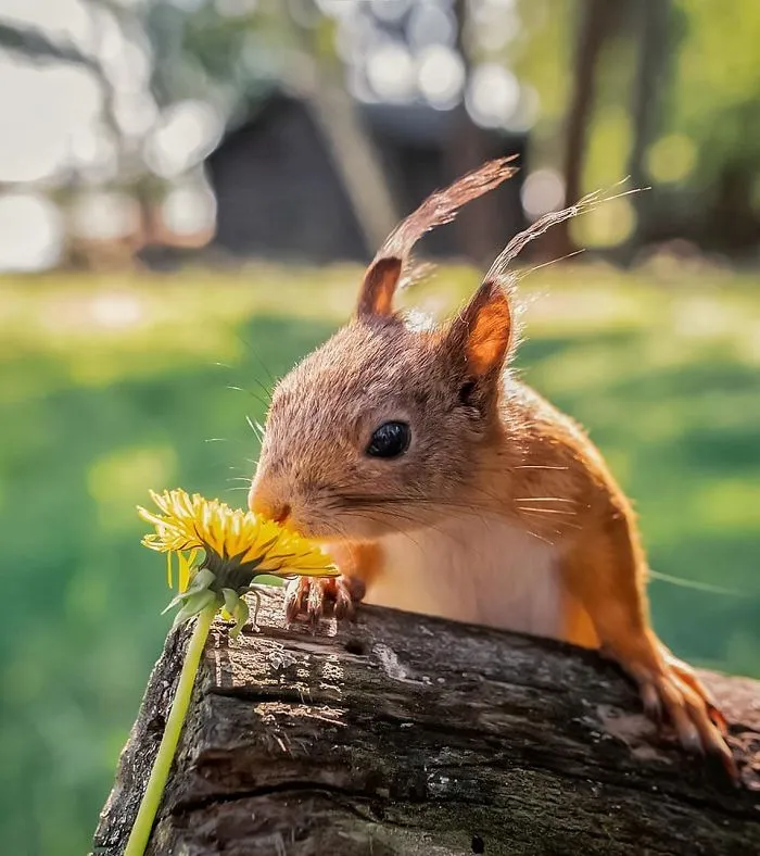 Finnish Photographer Proves Fairy Forests Are Real In Finland (41 Pics)