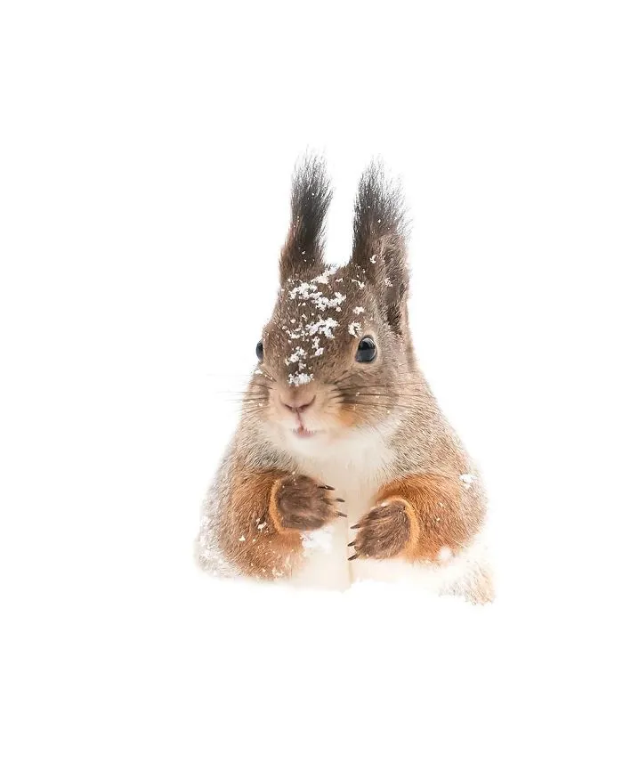 Finnish Photographer Proves Fairy Forests Are Real In Finland (41 Pics)