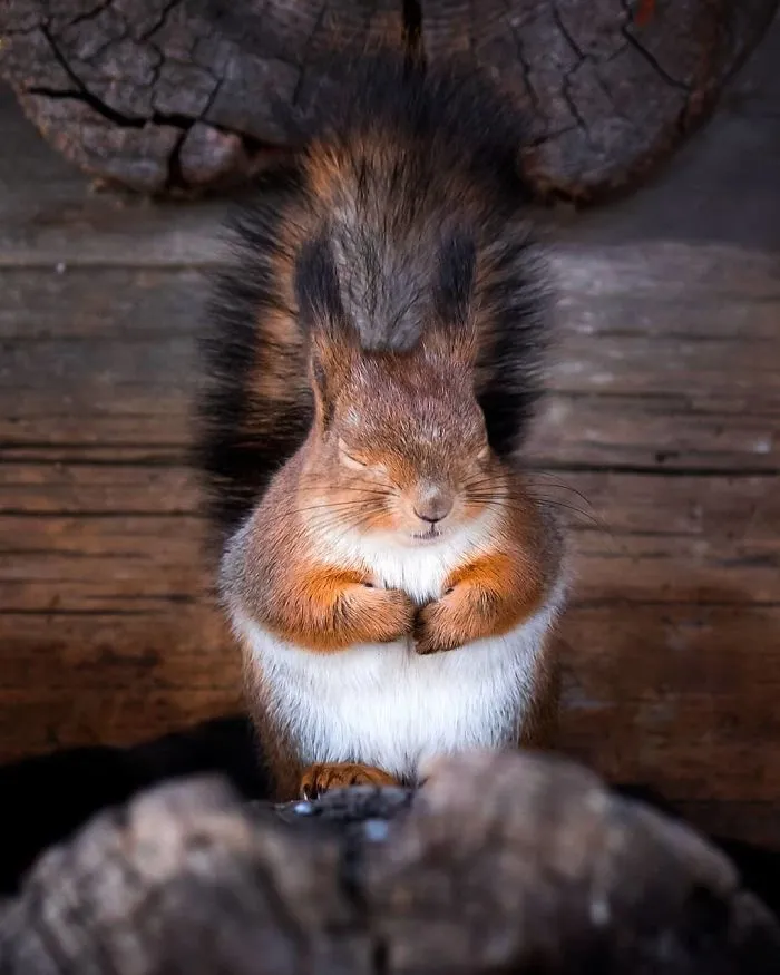Este fotógrafo demuestra que los bosques de los cuentos son reales en Finlandia (41 fotos)
