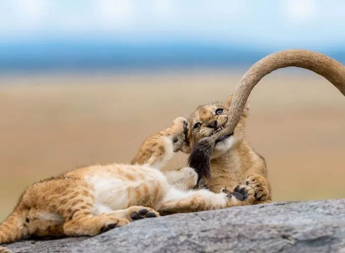 The List Of The Best Images Of The National Geographic 2018 Has Come Out And You Will See That The World Will Always Surprise You