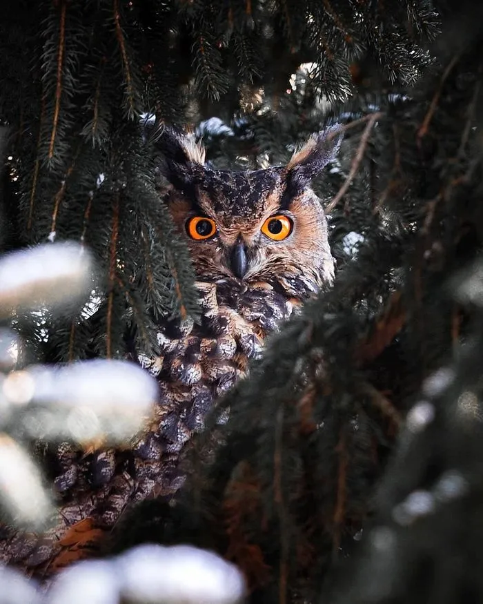 Este fotógrafo demuestra que los bosques de los cuentos son reales en Finlandia (41 fotos)