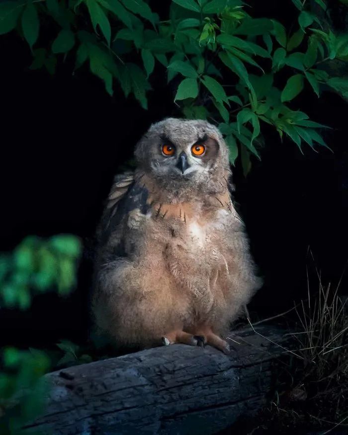 Finnish Photographer Proves Fairy Forests Are Real In Finland (41 Pics)