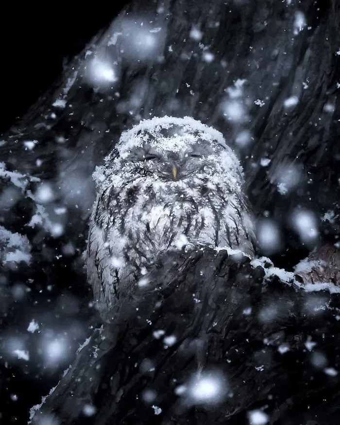Este fotógrafo demuestra que los bosques de los cuentos son reales en Finlandia (41 fotos)