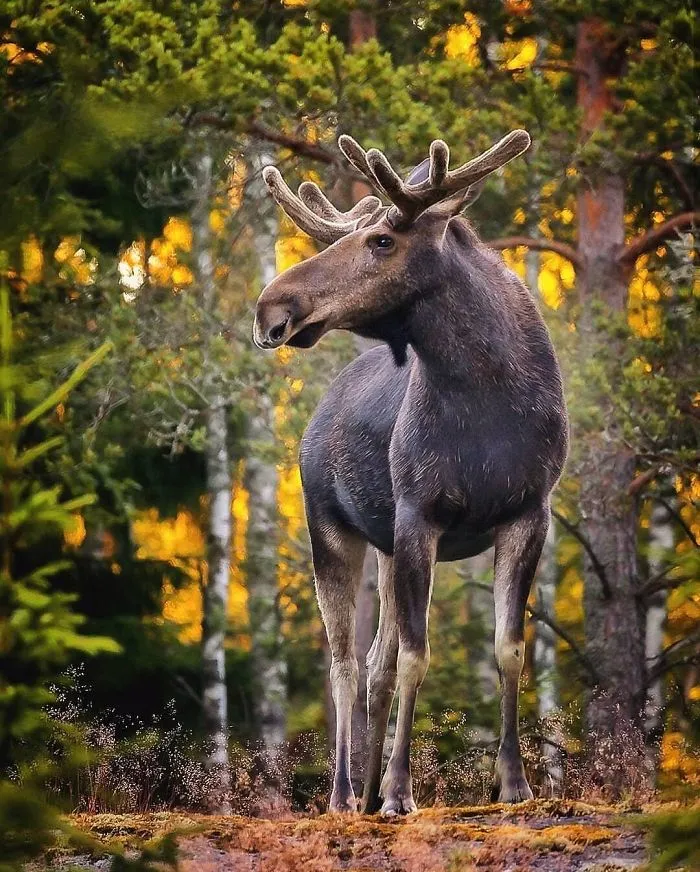 Finnish Photographer Proves Fairy Forests Are Real In Finland (41 Pics)