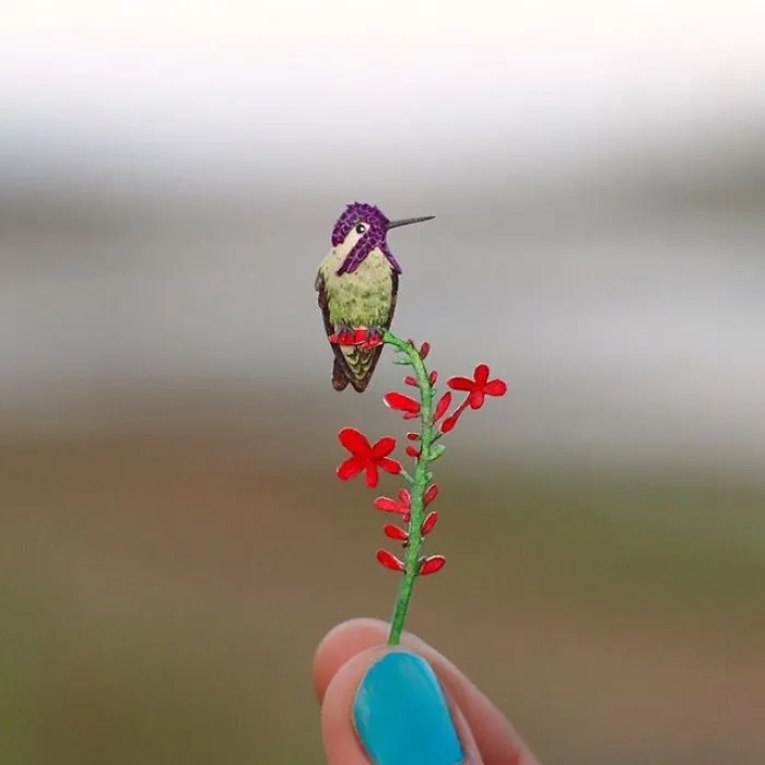 Costa's Hummingbird