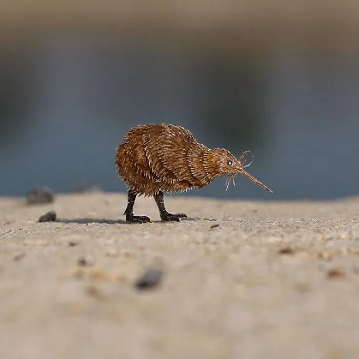 Kiwi