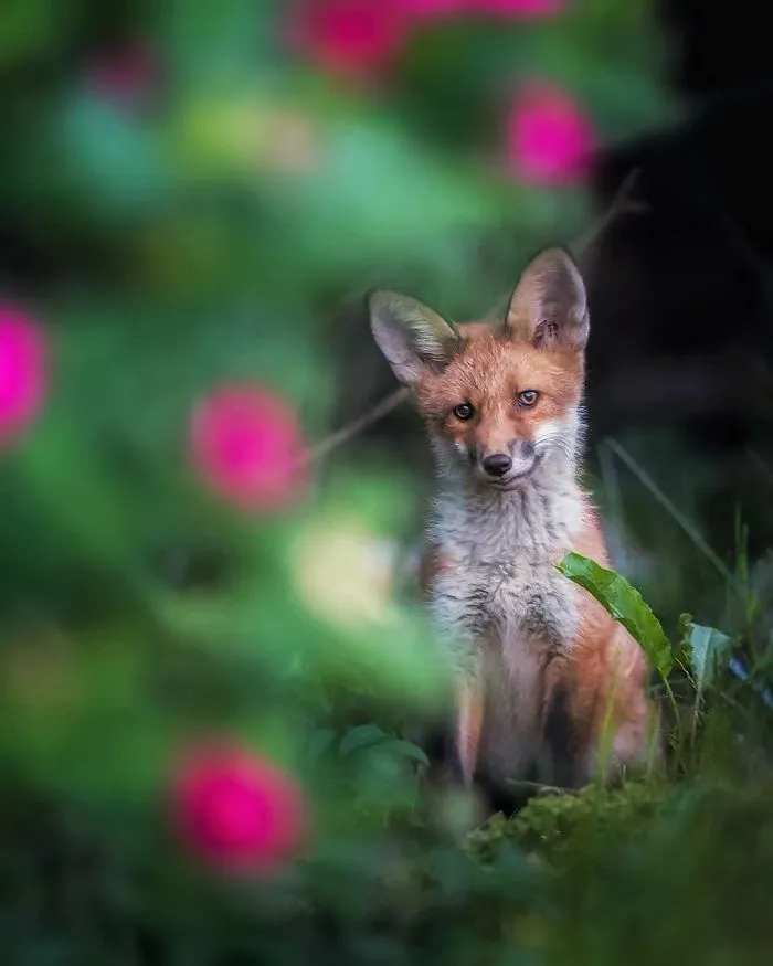 Este fotógrafo demuestra que los bosques de los cuentos son reales en Finlandia (41 fotos)
