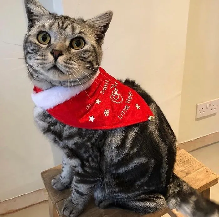 12 Days Of Cat-Mas