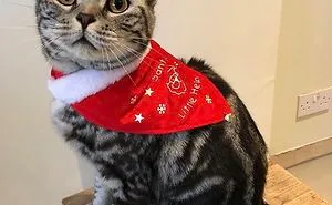 12 Days Of Cat-Mas