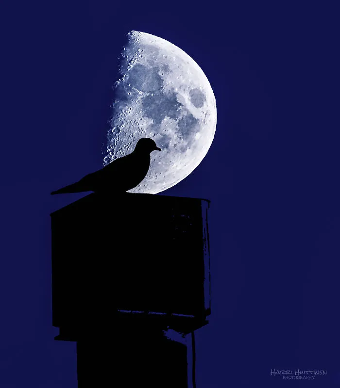 A Moon & A Seagull