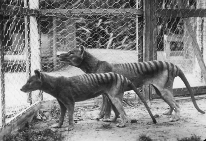 Tasmanian Tiger Wolf