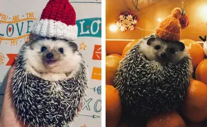 Meet Rick, The Cutest Christmas Hedgehog From Ukraine