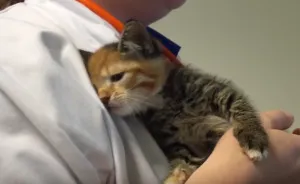 Little Maci, The 6 Weeks Old Kitten, Who Survived The Life-Threatening Disease