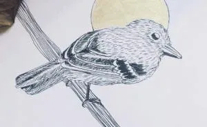 Lovely Colombian Bird Illustrations