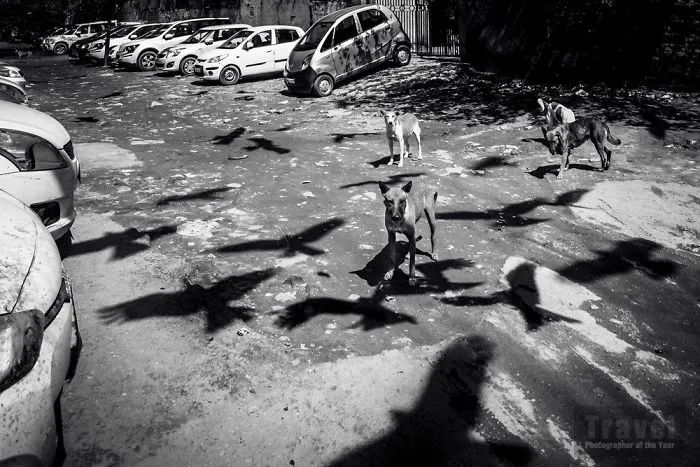 Trave, Highly Commended, Magdaléna Straková, Czech Republic