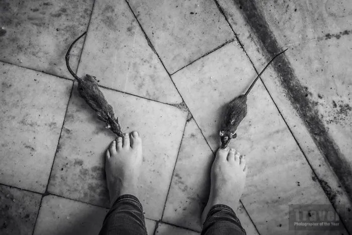 Trave, Highly Commended, Magdaléna Straková, Czech Republic