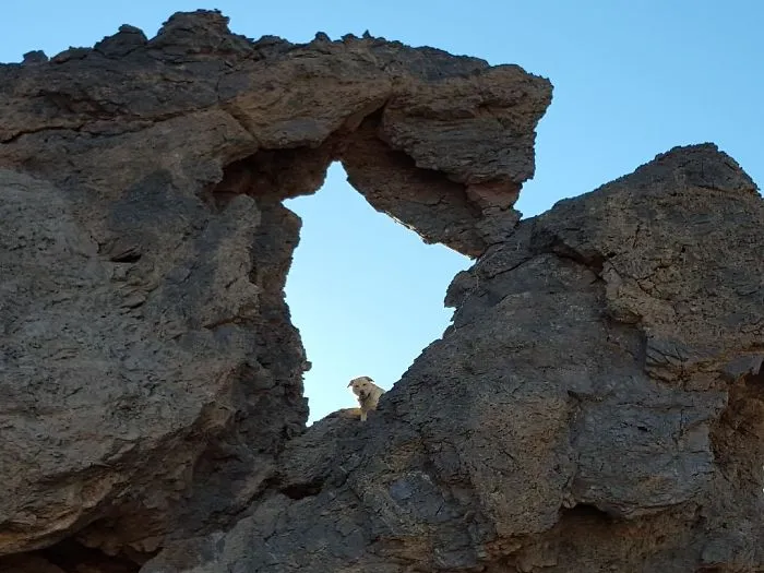 In The Belly Of The Death Valley Cat