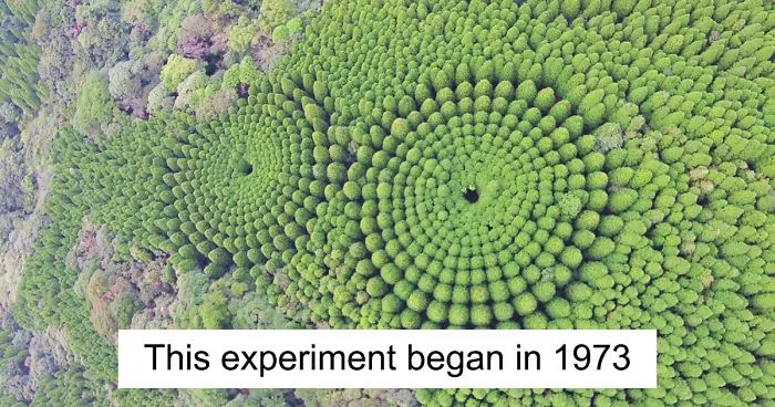 Japanese Experiment That Took Half A Century Ended In Amazing Tree 'Crop Circles'