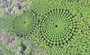 Japanese Experiment That Took Half A Century Ended In Amazing Tree 'Crop Circles'