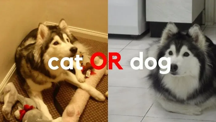 This Dog Was Raised By Cats And Now Believes She Is A Cat This Is The Cutest Thing On The Internet