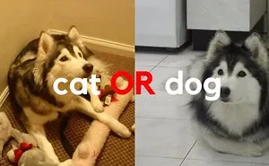 This Dog Was Raised By Cats And Now Believes She Is A Cat This Is The Cutest Thing On The Internet