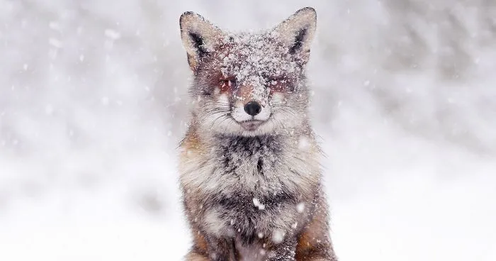 Photographer Documents Stunning Wild Foxes Enjoying The Snow (New Pics)