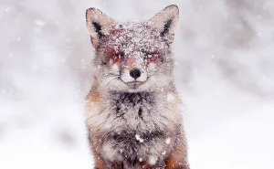 Photographer Documents Stunning Wild Foxes Enjoying The Snow (New Pics)
