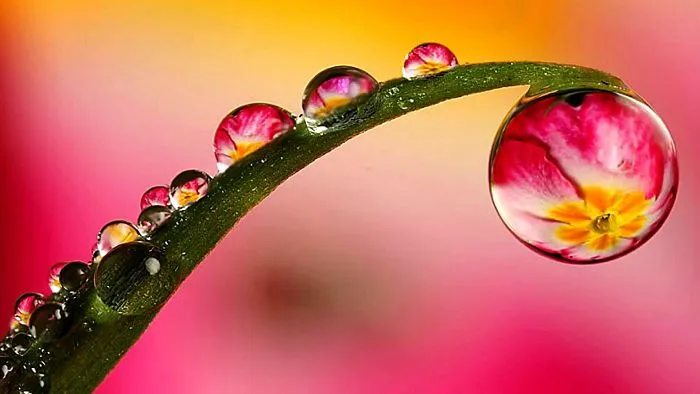 Flower Water Drop