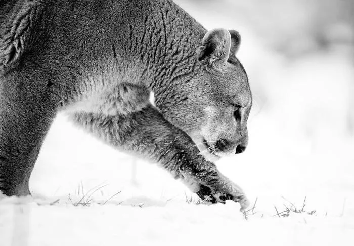 The Memorable Expedition To Photograph The Mighty Puma By Ejaz Khan