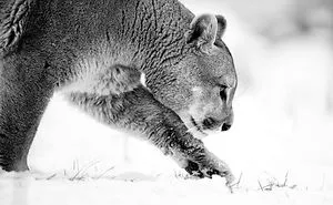 The Memorable Expedition To Photograph The Mighty Puma By Ejaz Khan