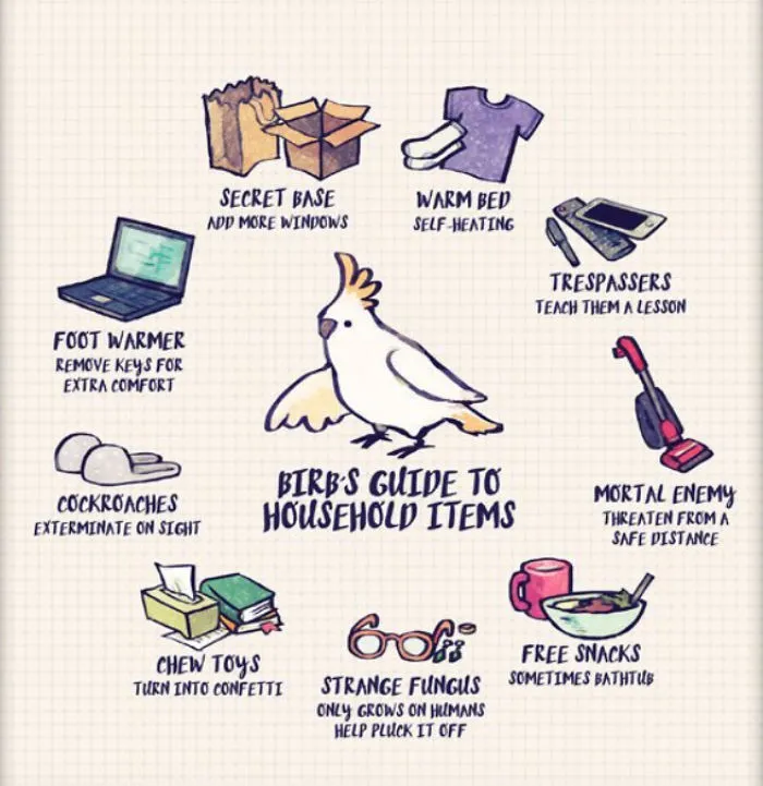 Artist Draws Illustrations About Owning A Pet Bird And The Results Are Too Cute