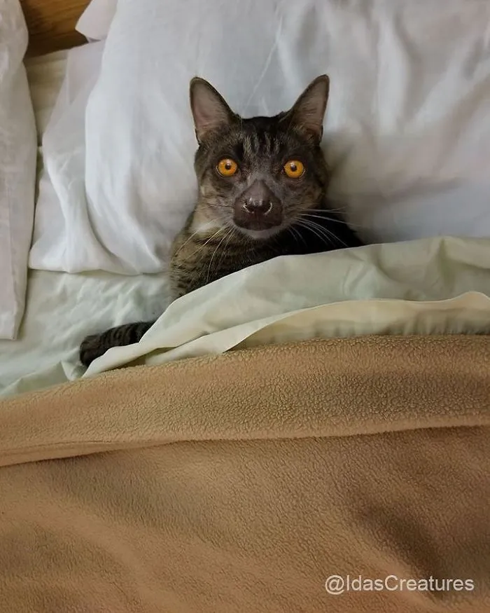 People Are Submitting Pics Of Their Pets To This Instagrammer, And She Gives Them Hilarious Makeovers