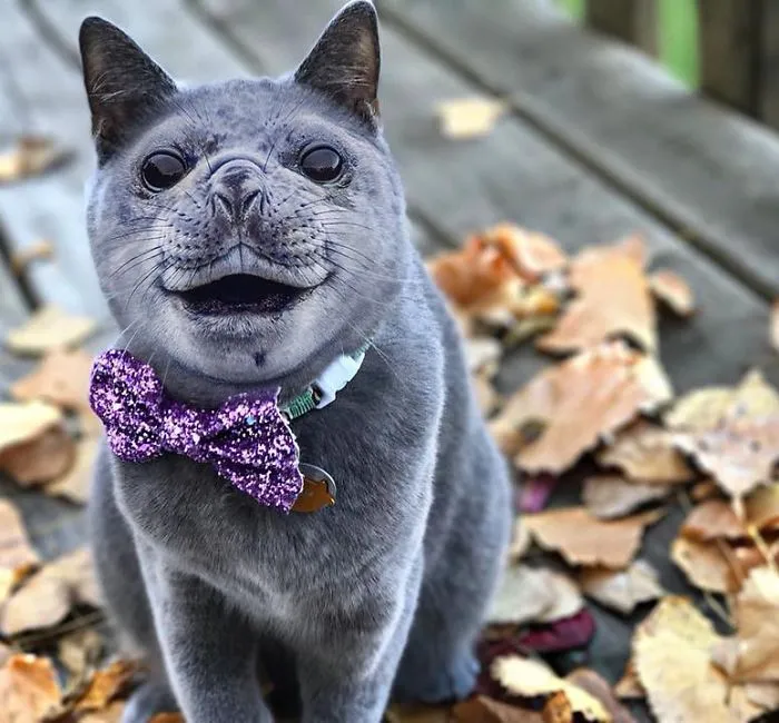 People Are Submitting Pics Of Their Pets To This Instagrammer, And She Gives Them Hilarious Makeovers