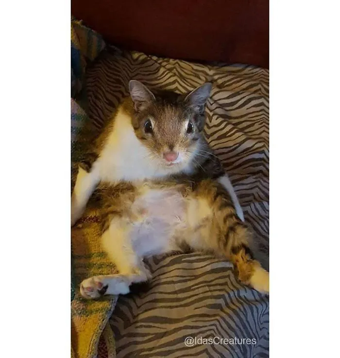 People Are Submitting Pics Of Their Pets To This Instagrammer, And She Gives Them Hilarious Makeovers