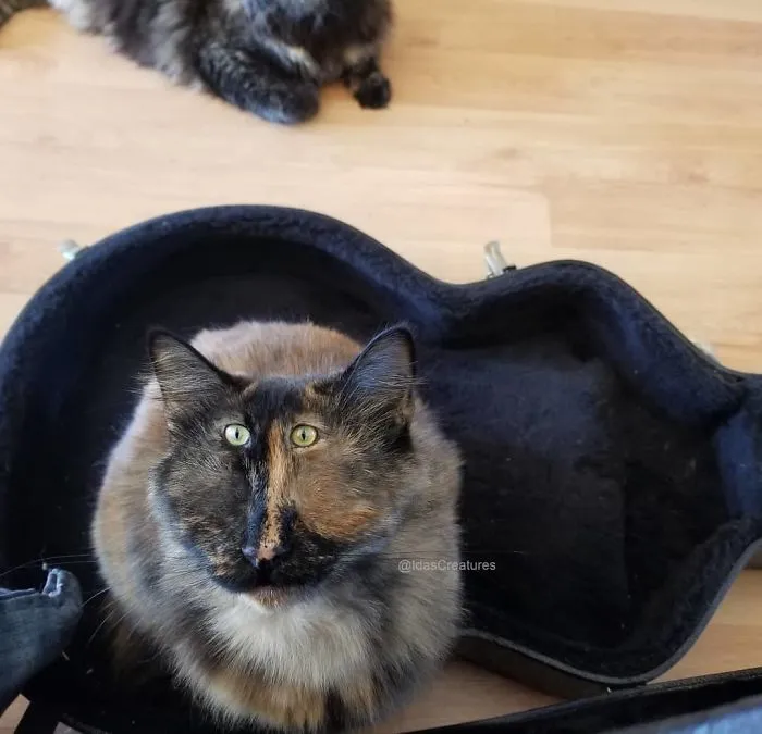 People Are Submitting Pics Of Their Pets To This Instagrammer, And She Gives Them Hilarious Makeovers