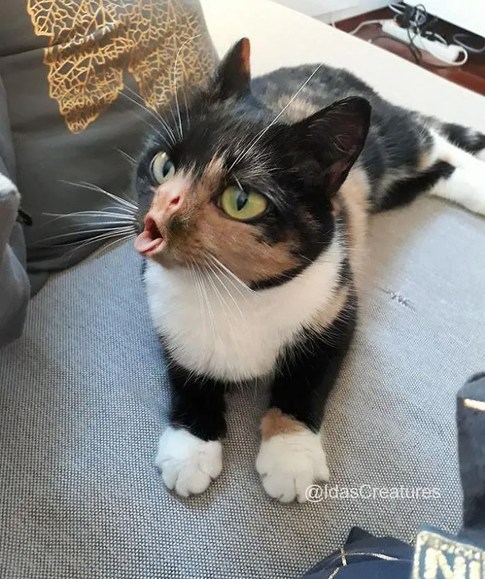People Are Submitting Pics Of Their Pets To This Instagrammer, And She Gives Them Hilarious Makeovers