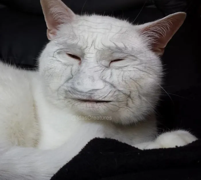 People Are Submitting Pics Of Their Pets To This Instagrammer, And She Gives Them Hilarious Makeovers