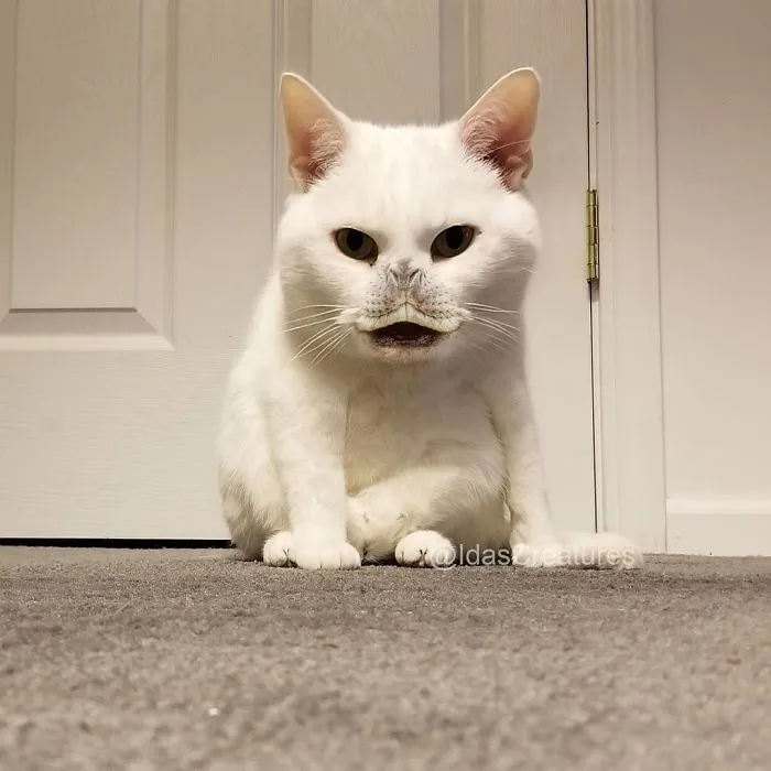 People Are Submitting Pics Of Their Pets To This Instagrammer, And She Gives Them Hilarious Makeovers
